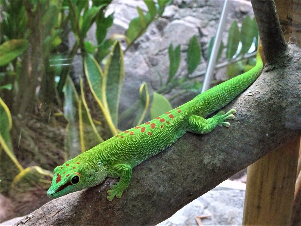 Зелененький