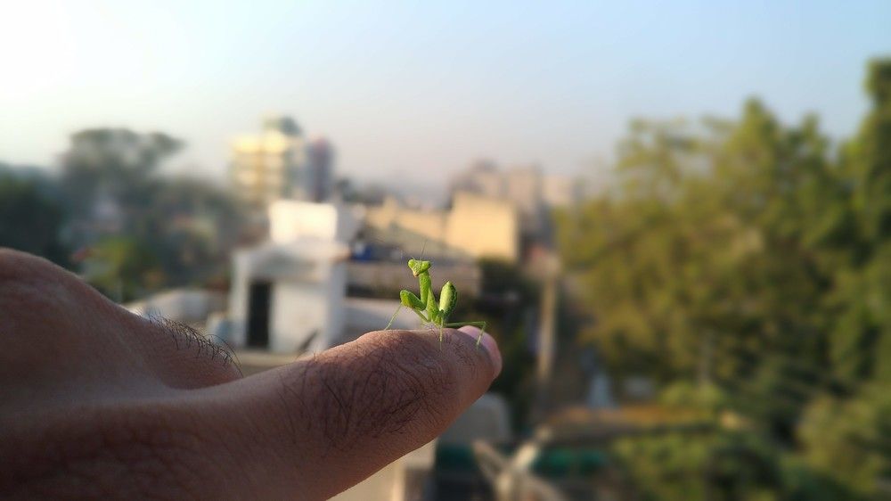 Green mantis