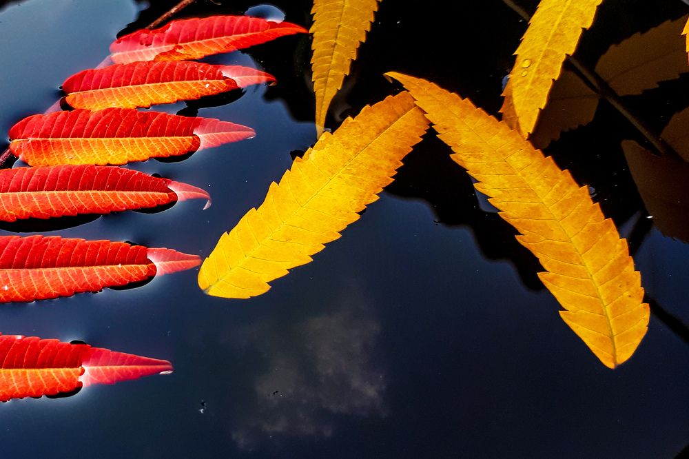 Осень, осень, ну давай у листьев спросим, где он рай, вечный рай...(с)