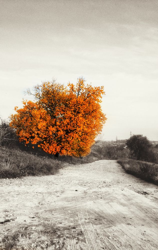 Beautiful Autumn