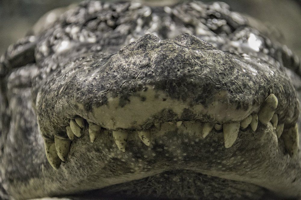 улыбка крокодила