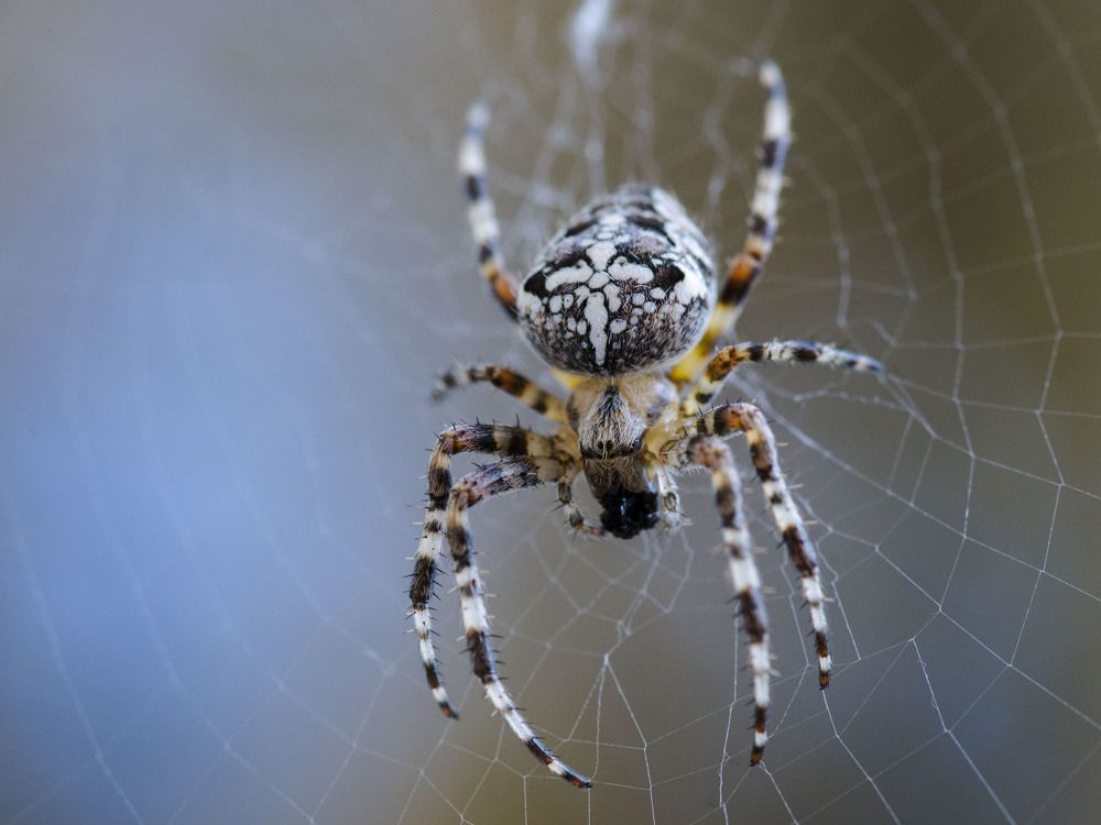 Spider on the web.