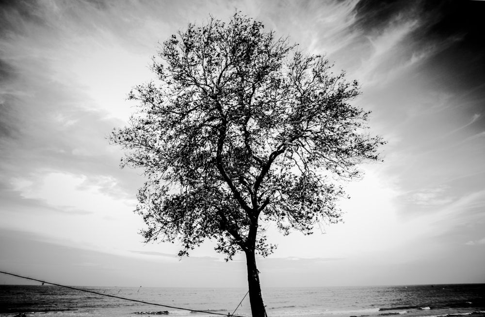 Damaged trees