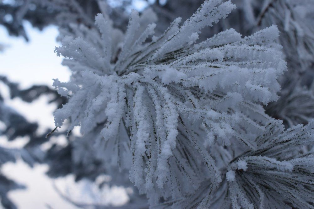 Зимняя сказка