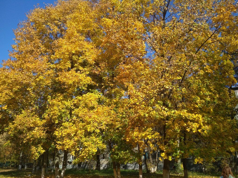 Золотая пора