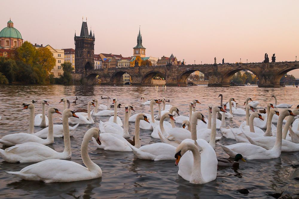 Пражские лебеди