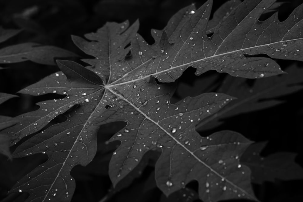 A BLACK LEAF