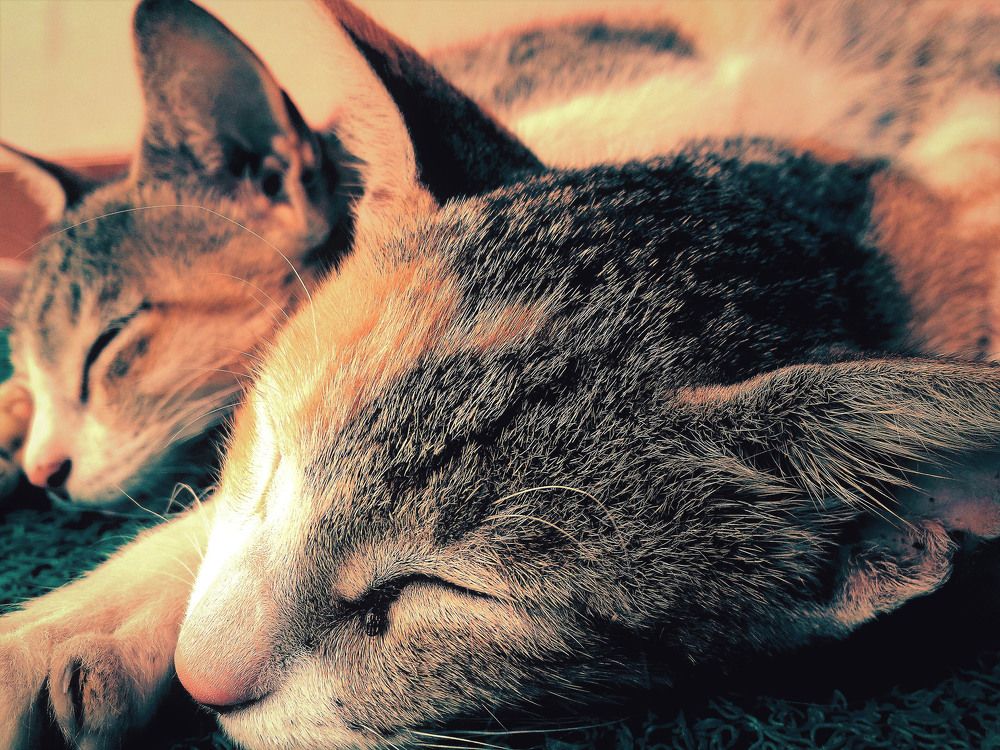 Sleepy head