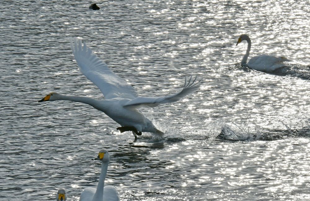 Серия "Зимовка лебедей в Сибири"