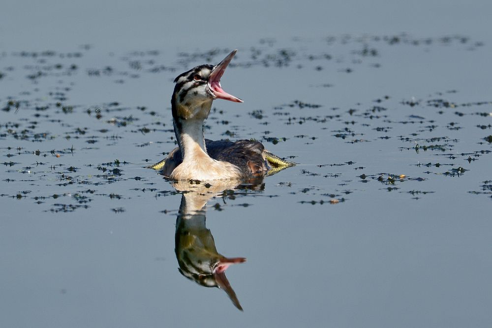 Птенец чомги