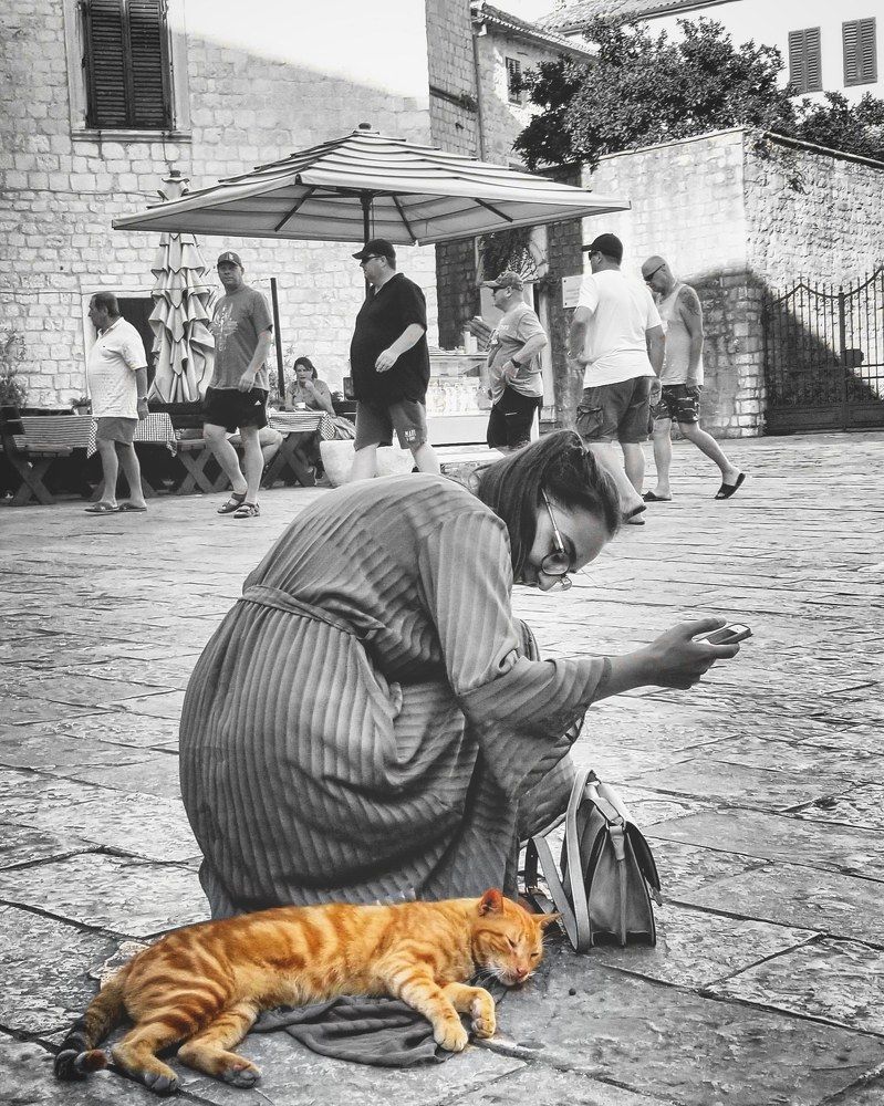 Cats of Kotor...