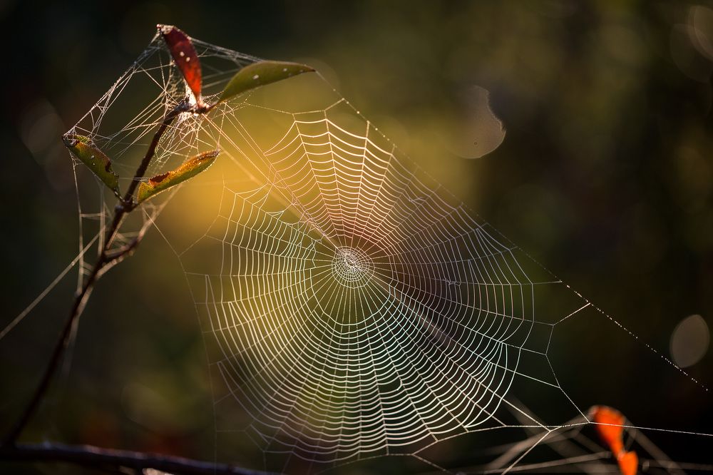 Осенние узоры