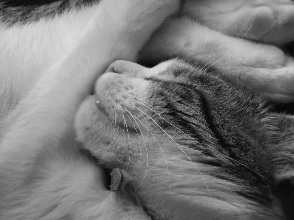 Sweet feline dreams