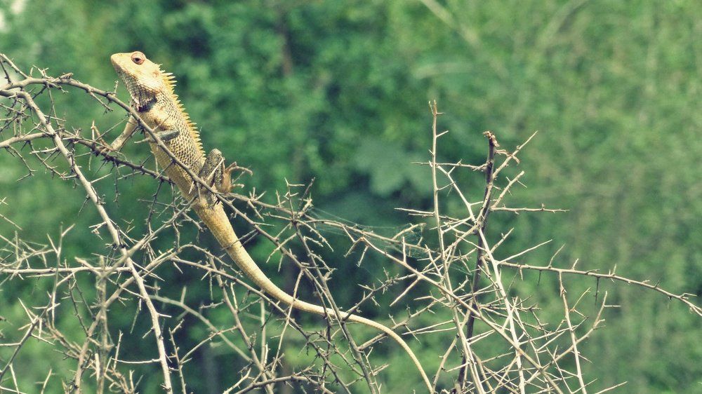 chameleon