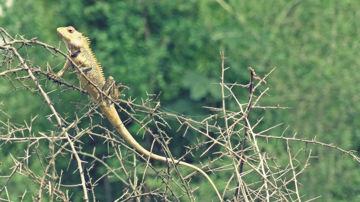 chameleon