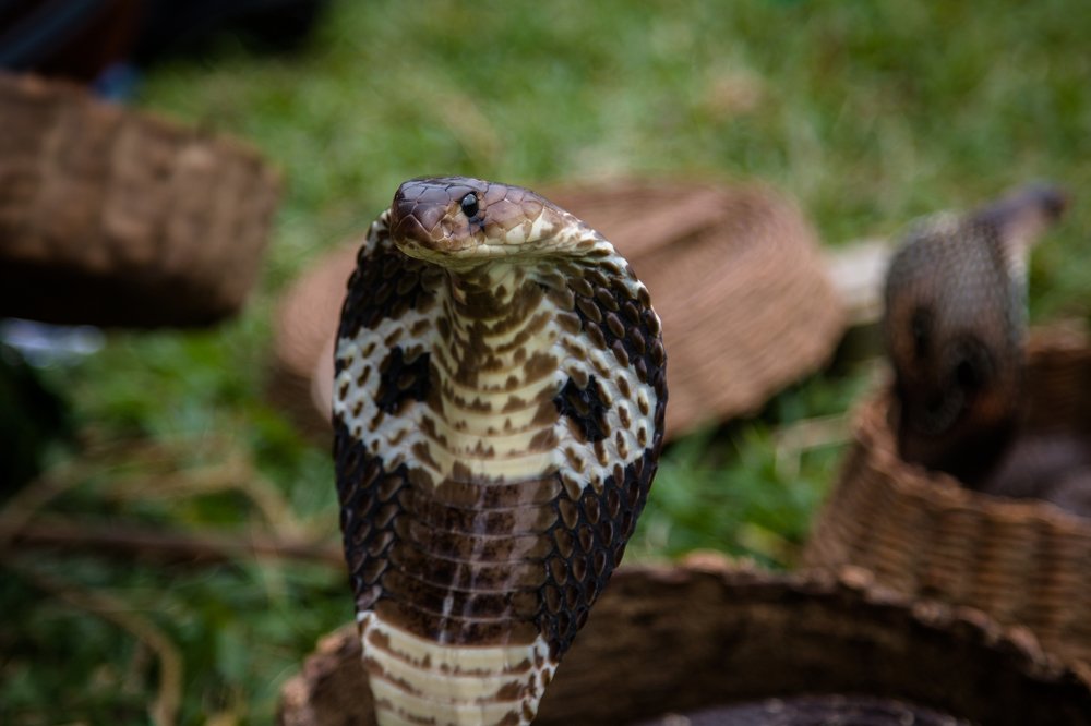 Смертельный взгляд