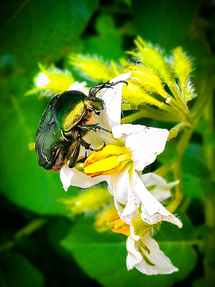 Лето - это маленькая жизнь (с)