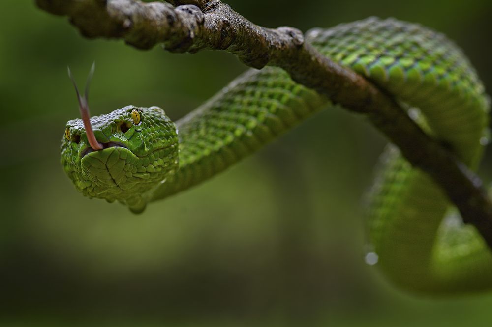 Trimeresurus Albolabris.