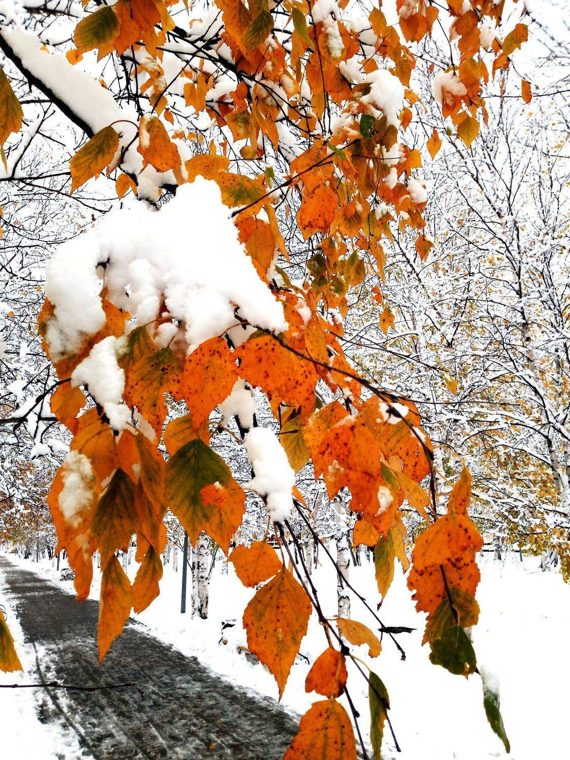 The First Snow (Первый снег)