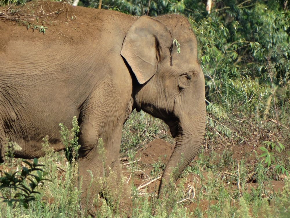 Photograph by Joe babu