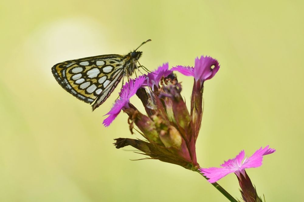 Large Chequered Skipper