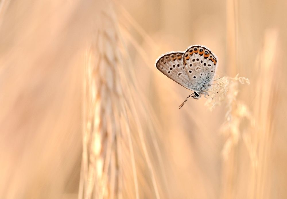Dreaming in the wheat