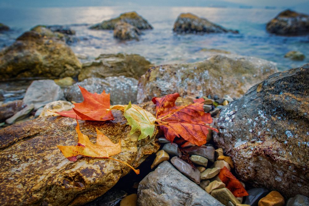 Осеннее утро