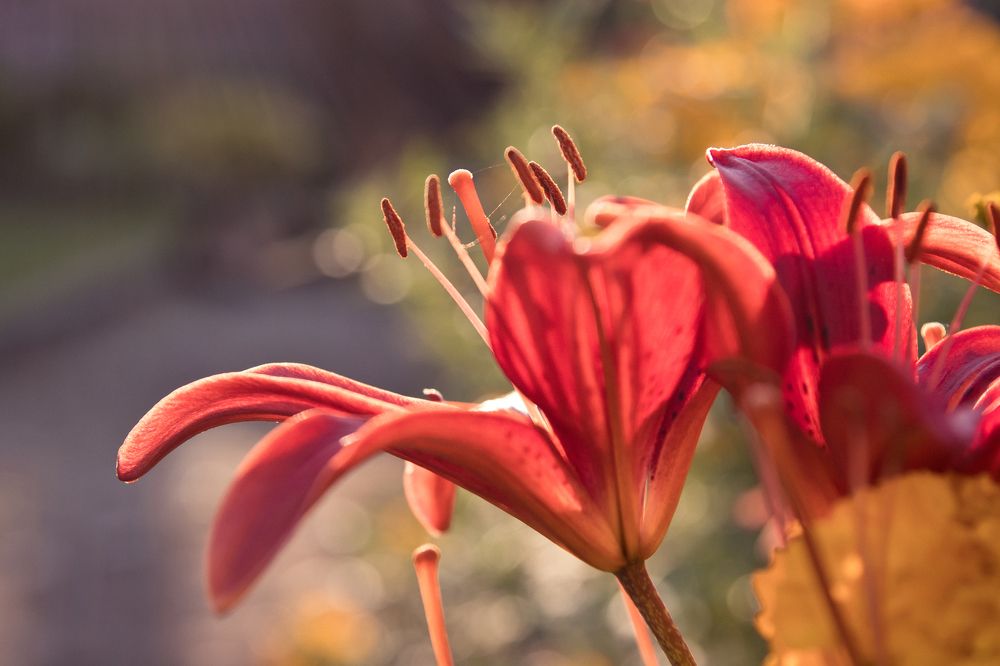 Photograph by Мария Барановская