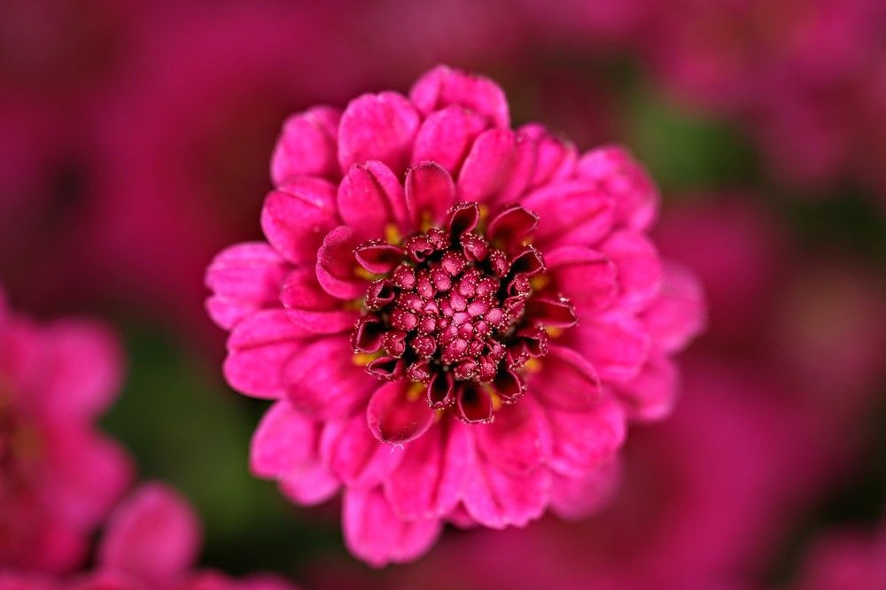 хризантема