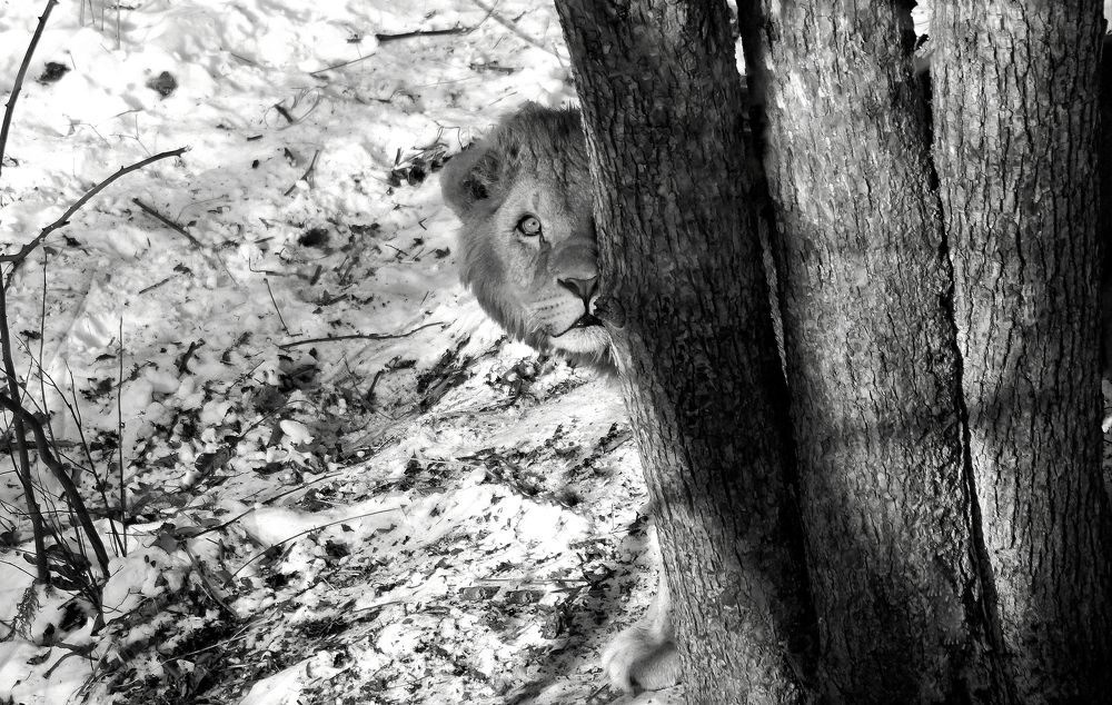 А фотограф уже ушёл?