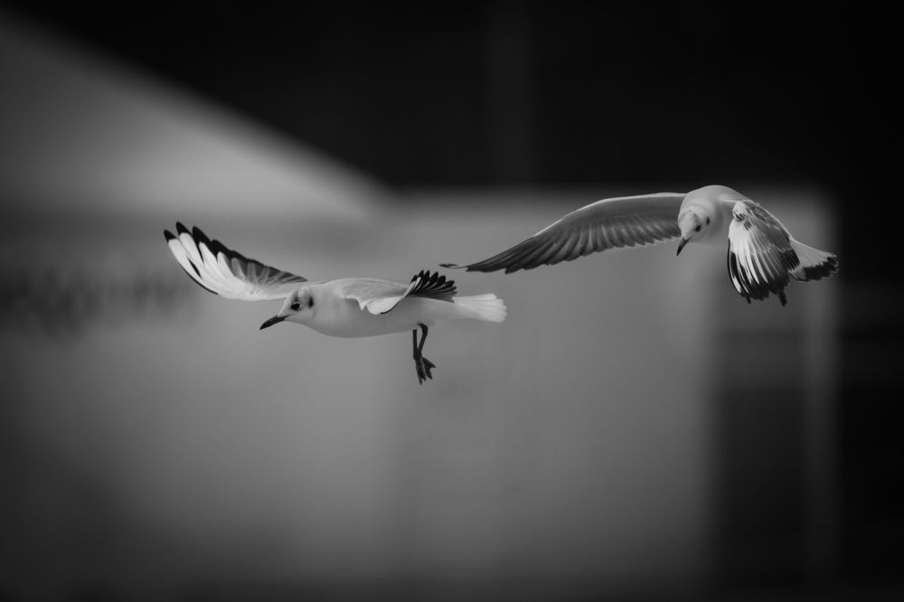 Seagul dynamic