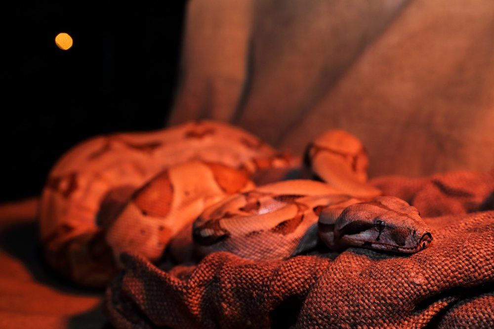 Змей кровавой луны.