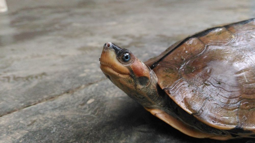 closeup of a turtle 2
