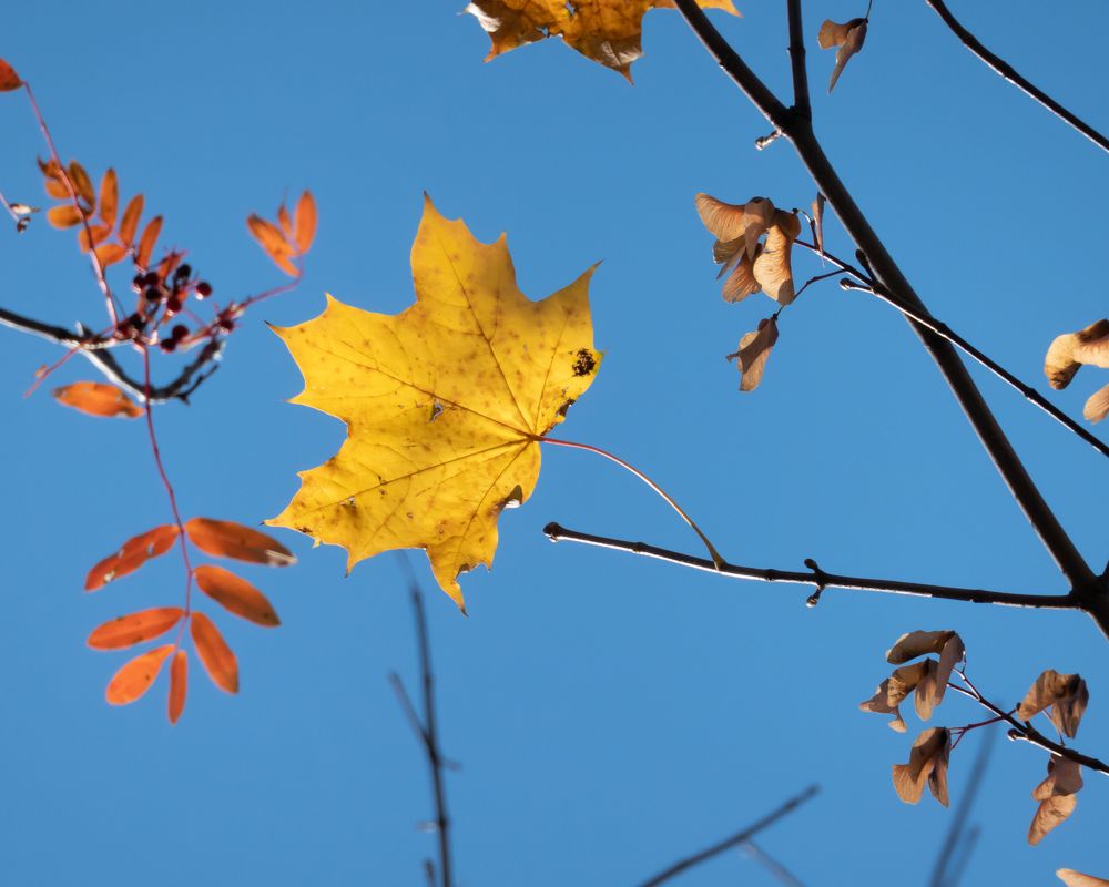 Золотая осень