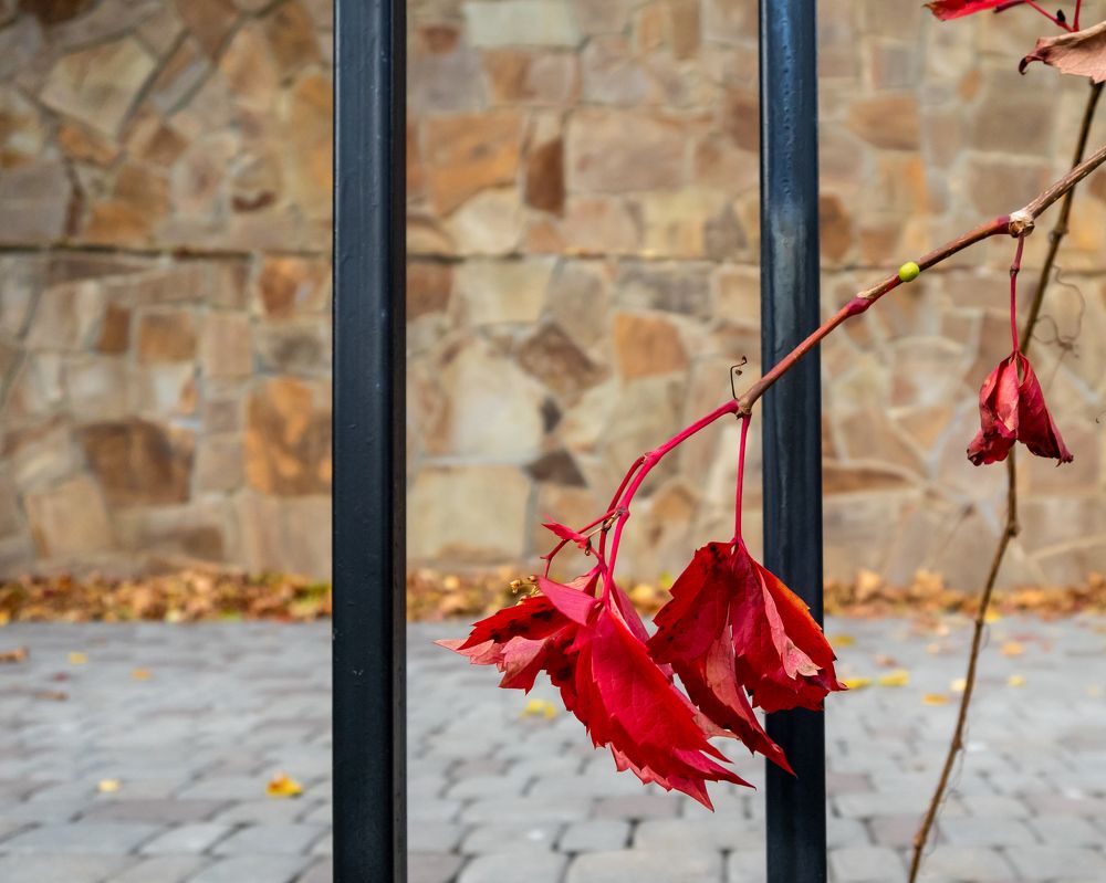 Цвета осени