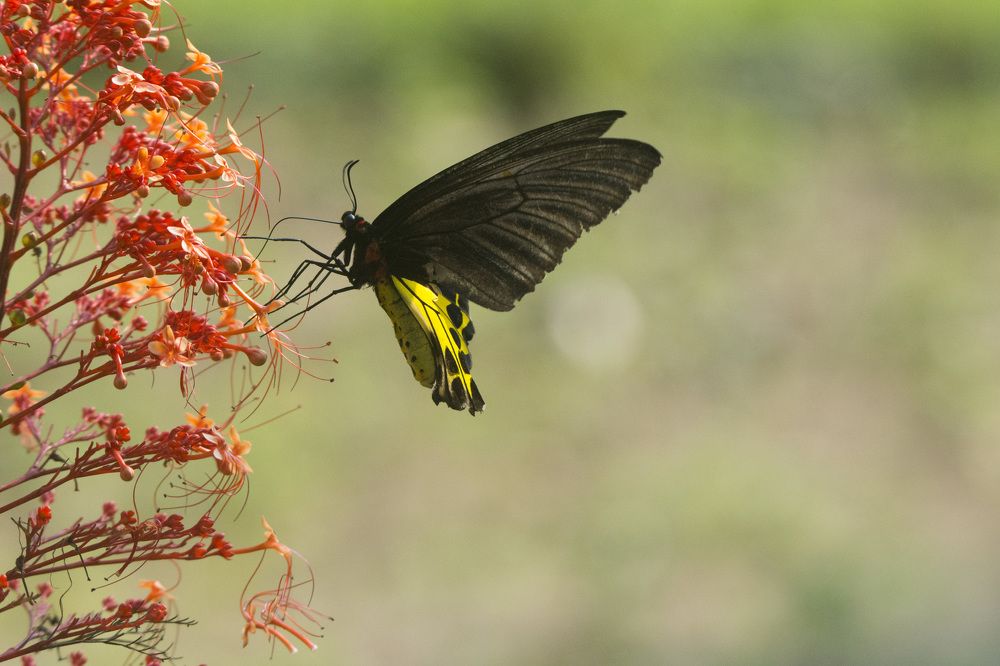 Common Birdwing