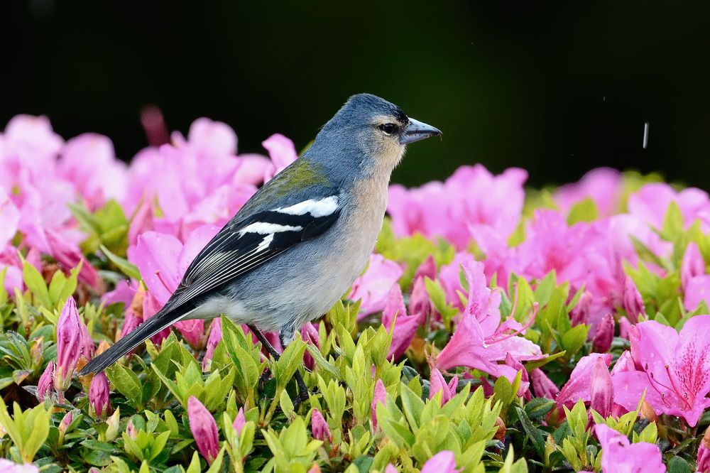 Азорский зяблик