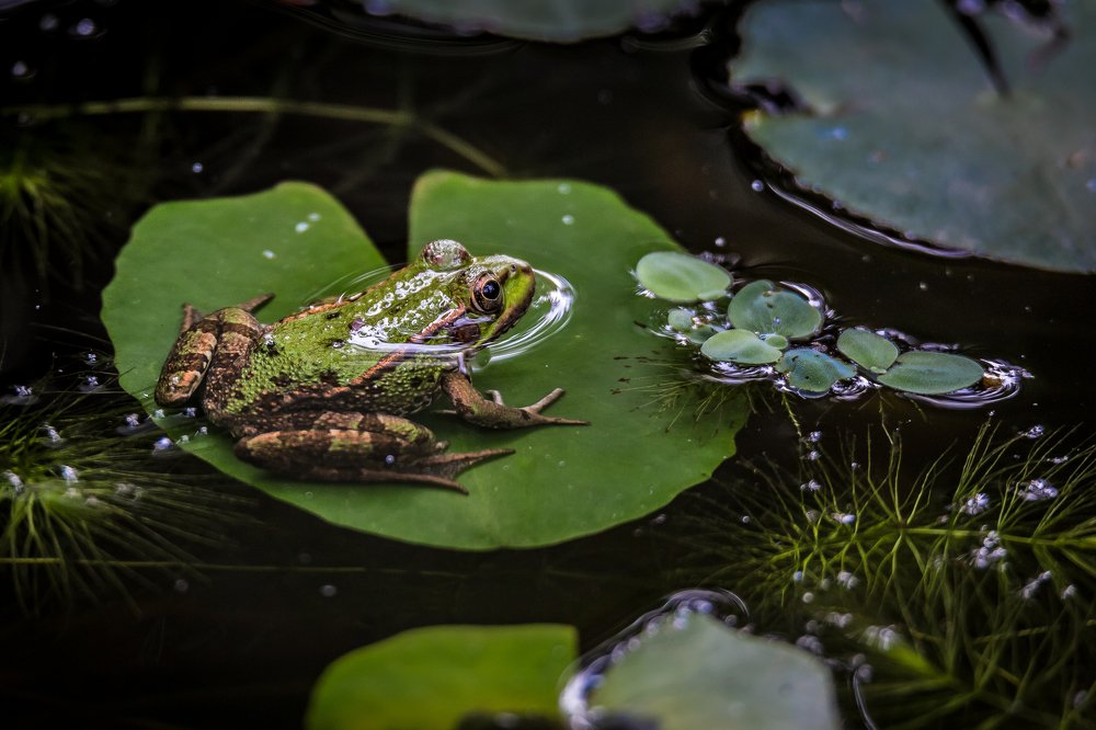 Лягушка в пруду