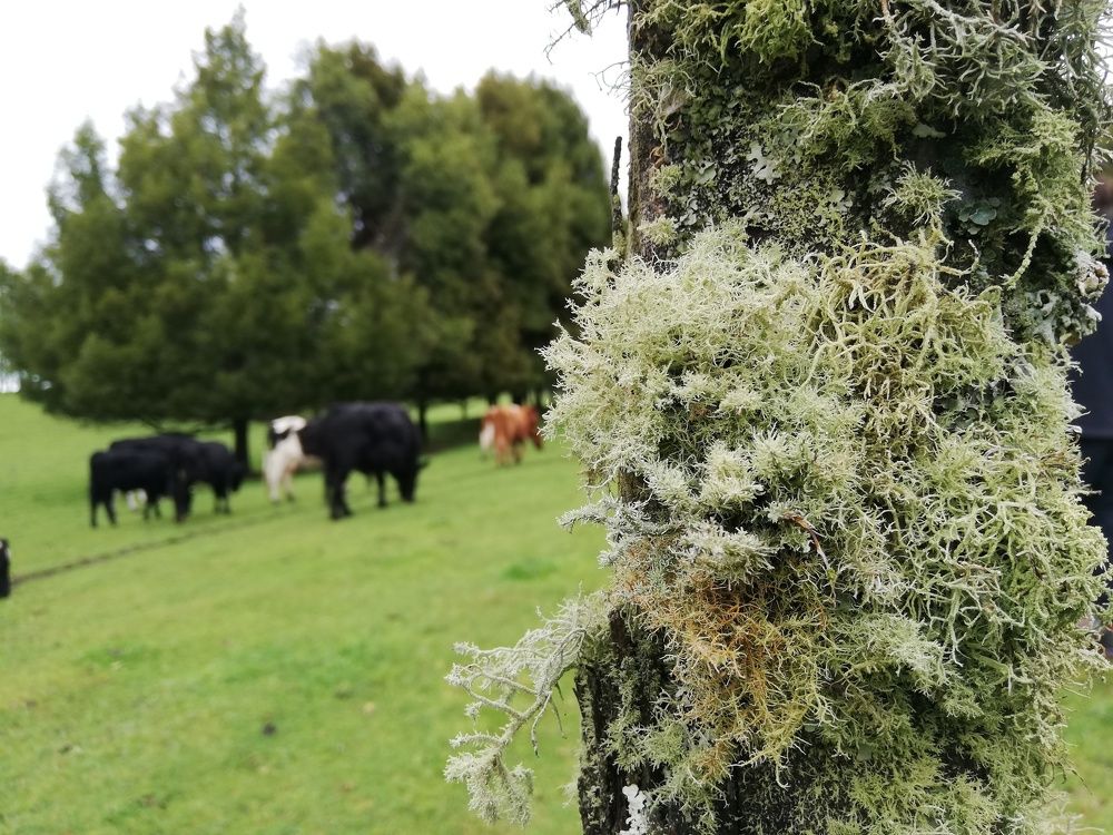 Vacas de Puerto Chalupa