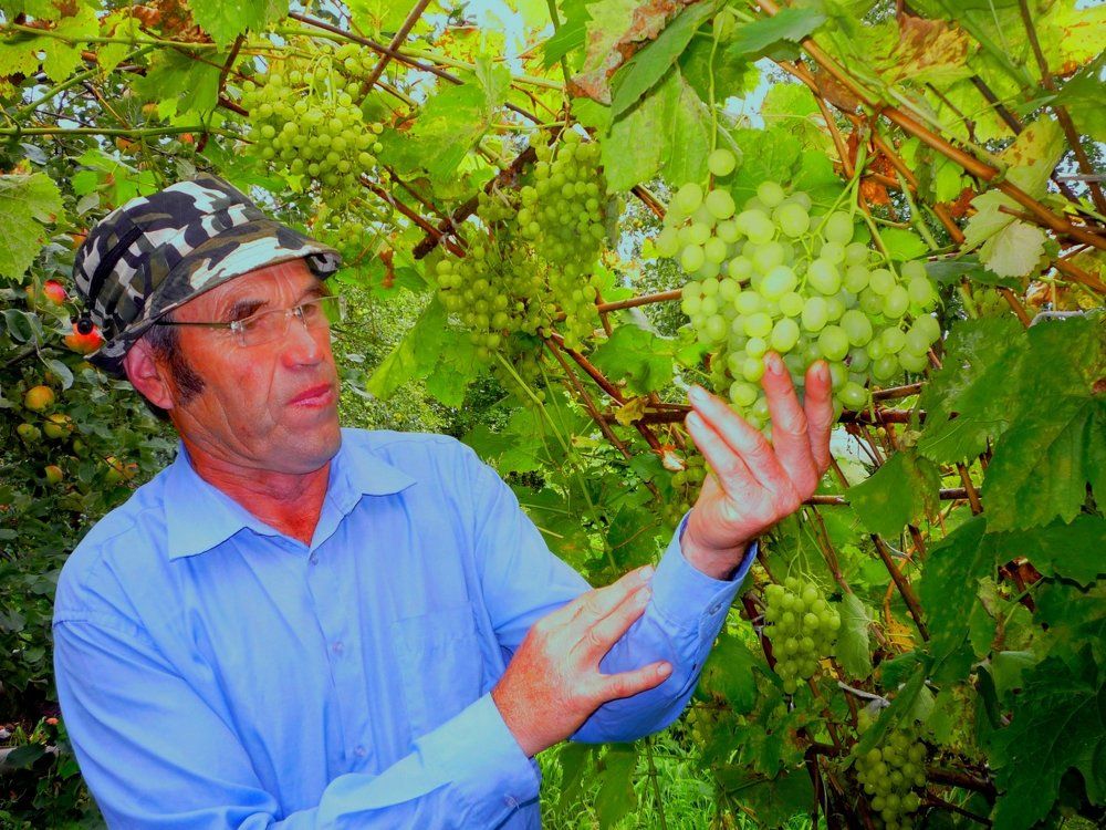ВИНОГРАДАРЬ ЧУВАШИИ НИКОЛАЙ БЕЛОВ-АМАНИК
