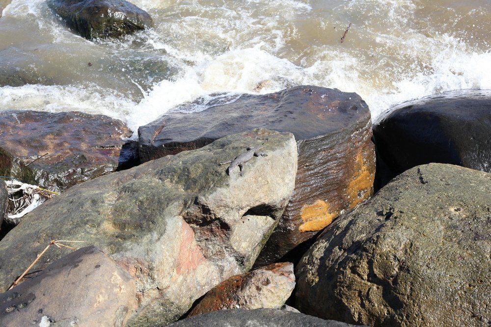 lizards bask in rocks