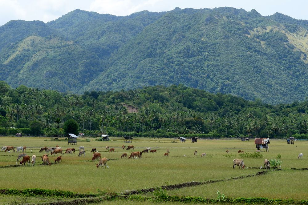 animal life in Aceh in the foothills