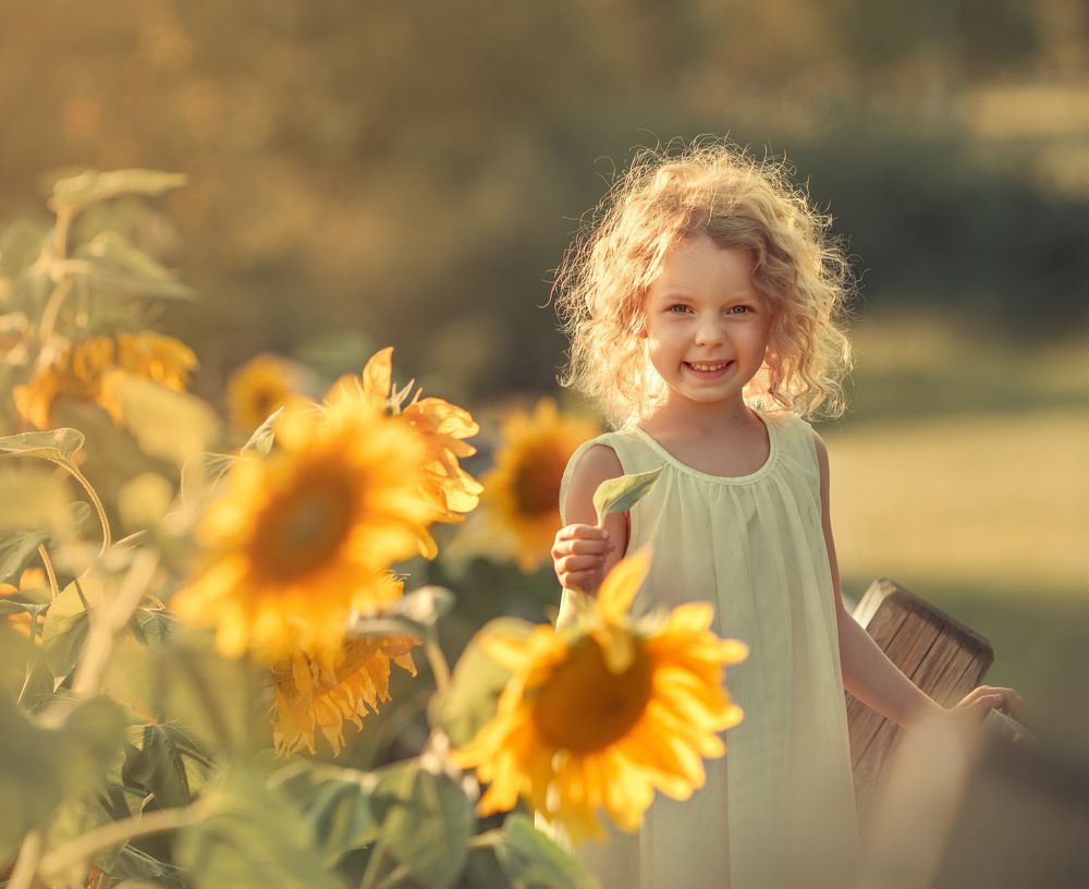 Подсолнухи