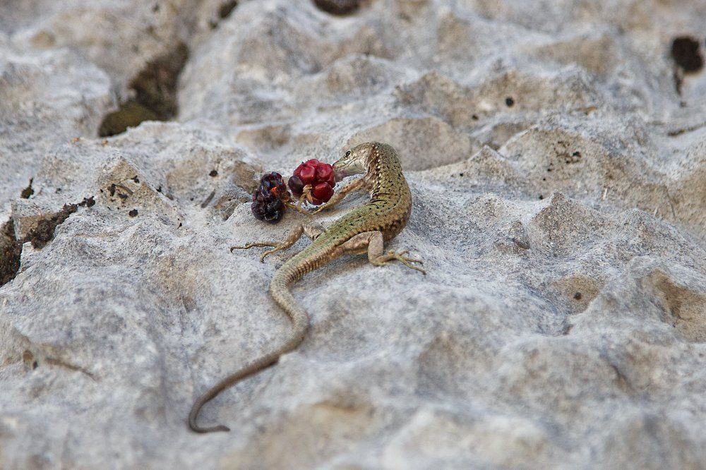 Ящер ужинает