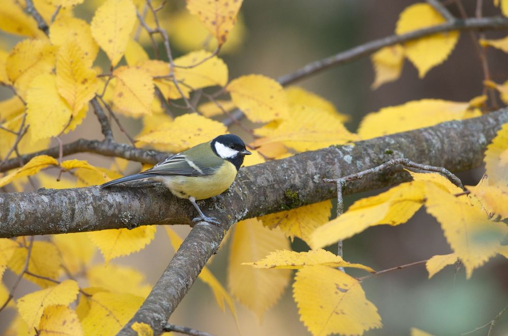 Autumn_titmouse (Осень_синица)