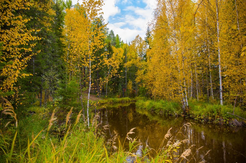 Сибирская речка осенью