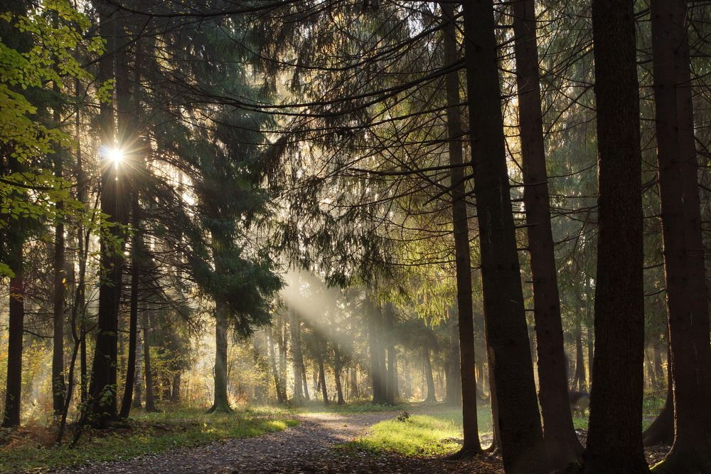 Утреняя прогулка