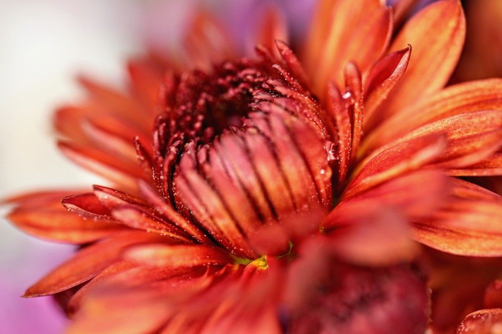 огненный цветок