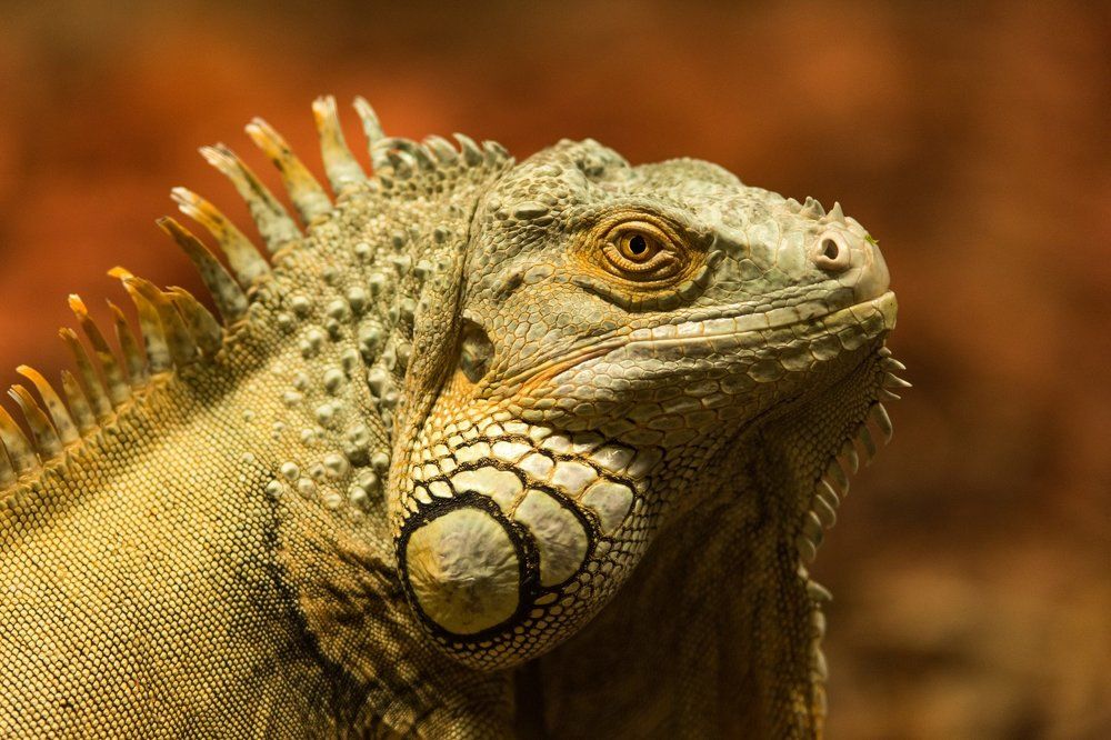 Iguana