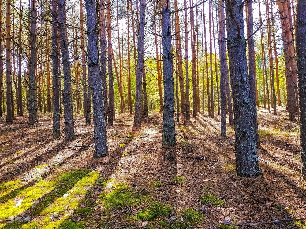 Мещерский лес